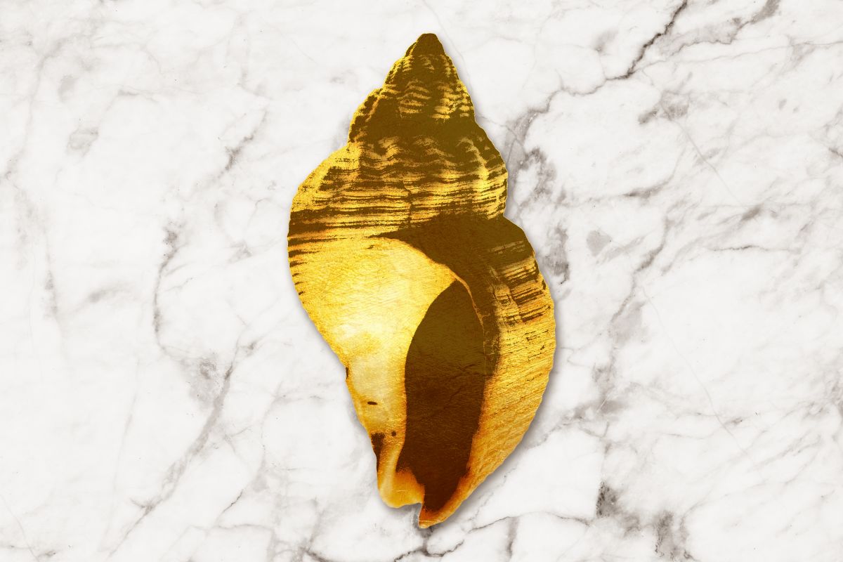 Shell On Marble