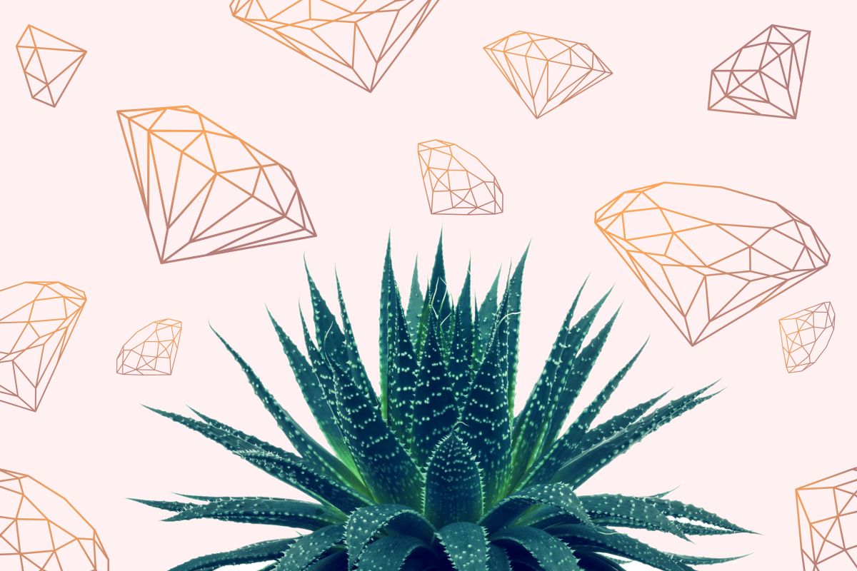Succulent Plant Diamonds