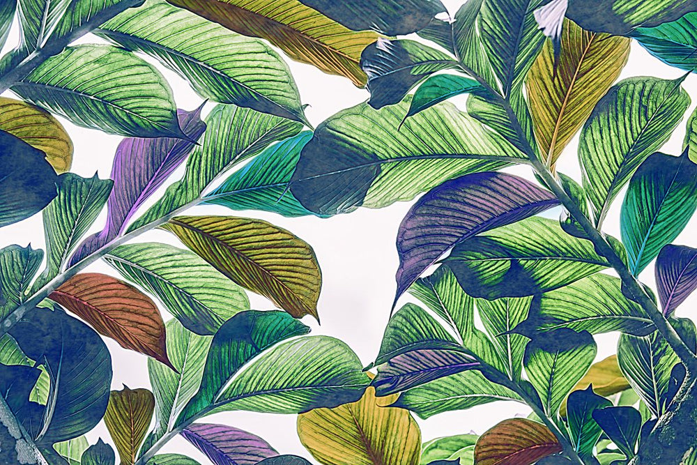 Banana Green Leaves