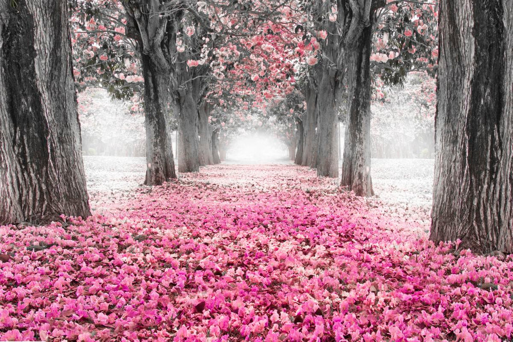 Cherry Blossom Path Pop