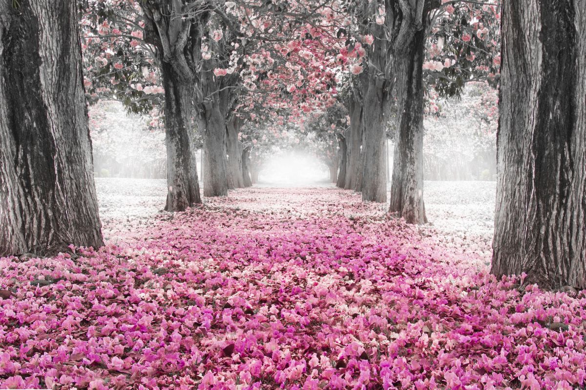 Cherry Blossom Path Pop