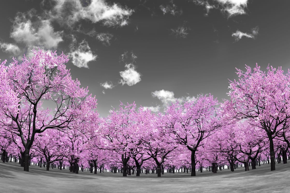 Pop Pink Forest