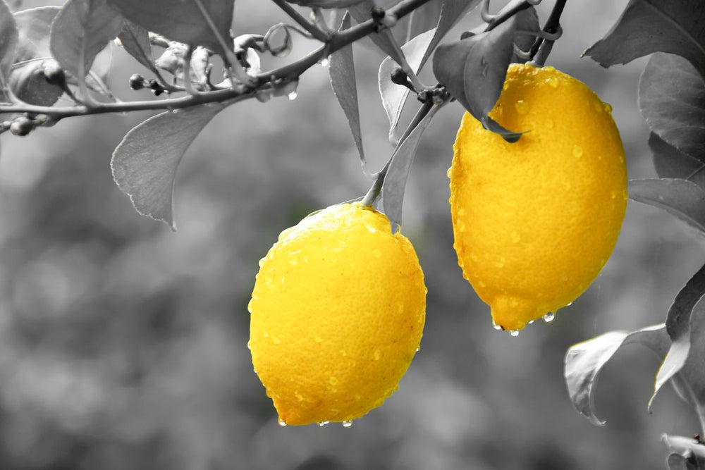 Lemons Pop