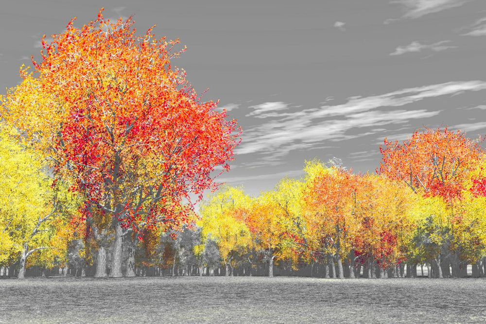 Autumn Scenery