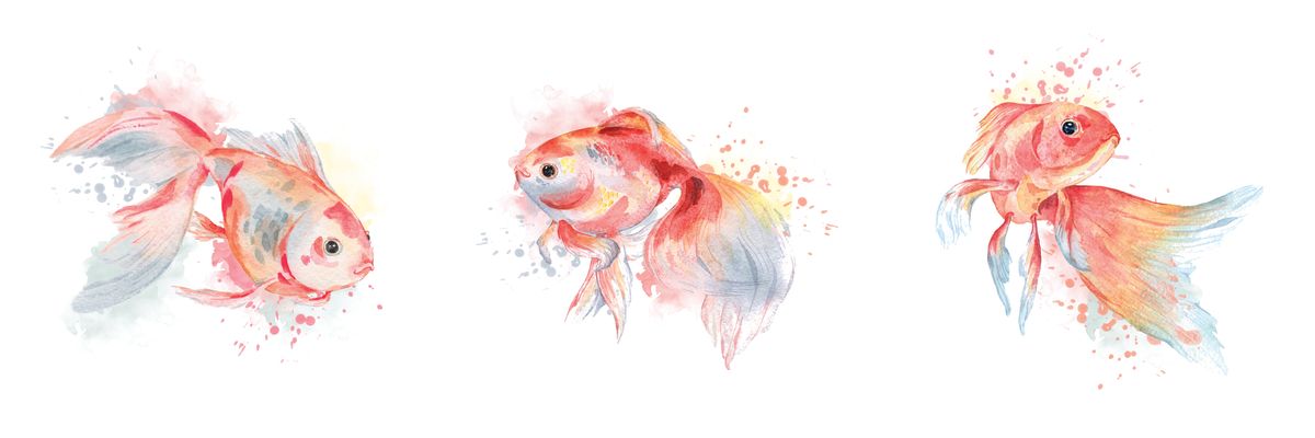 Goldfish Trio Splatter