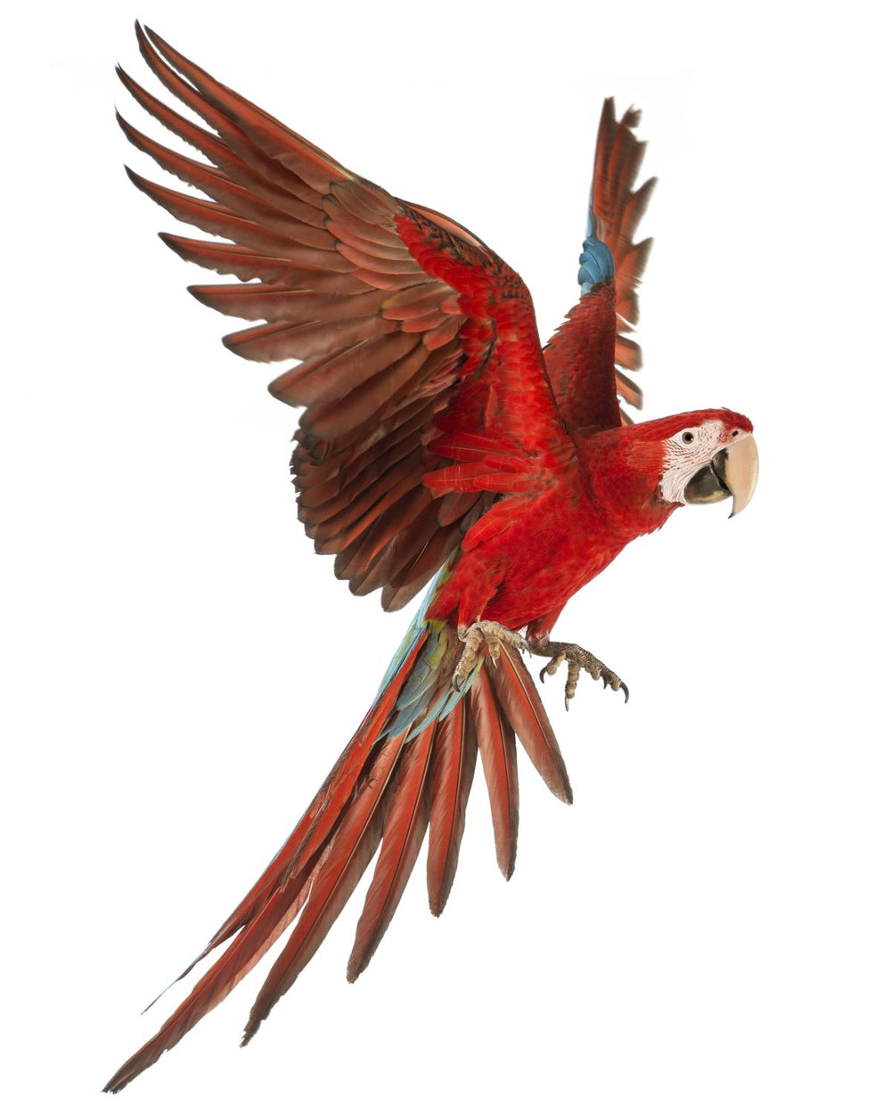 Flying Macaw