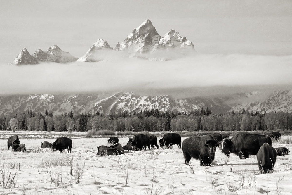 Bison In Teton