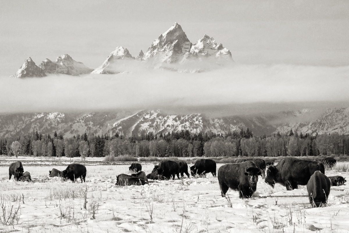 Bison In Teton