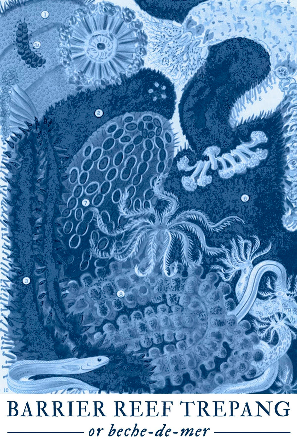 Coastal Barrier Reef Trepang Wall Art