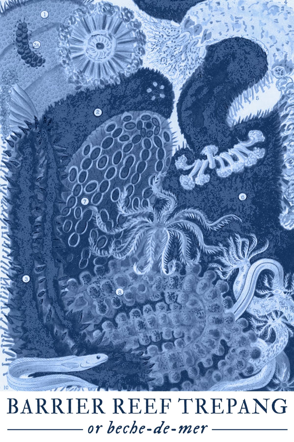 Coastal Barrier Reef Trepang