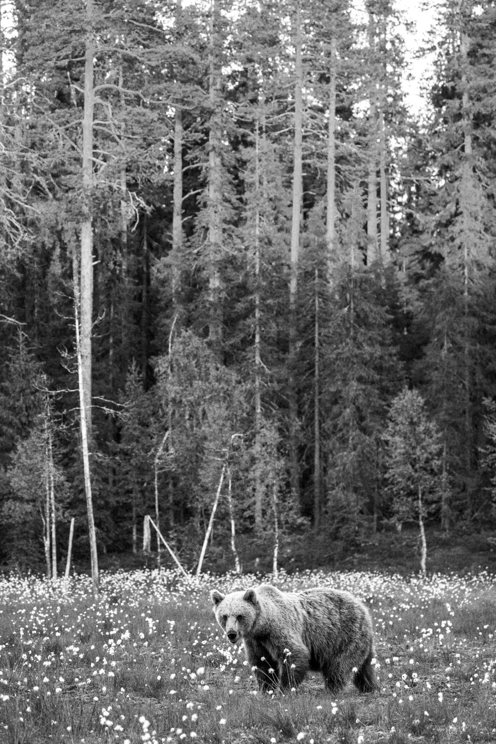 Grizzly Bear Approaching