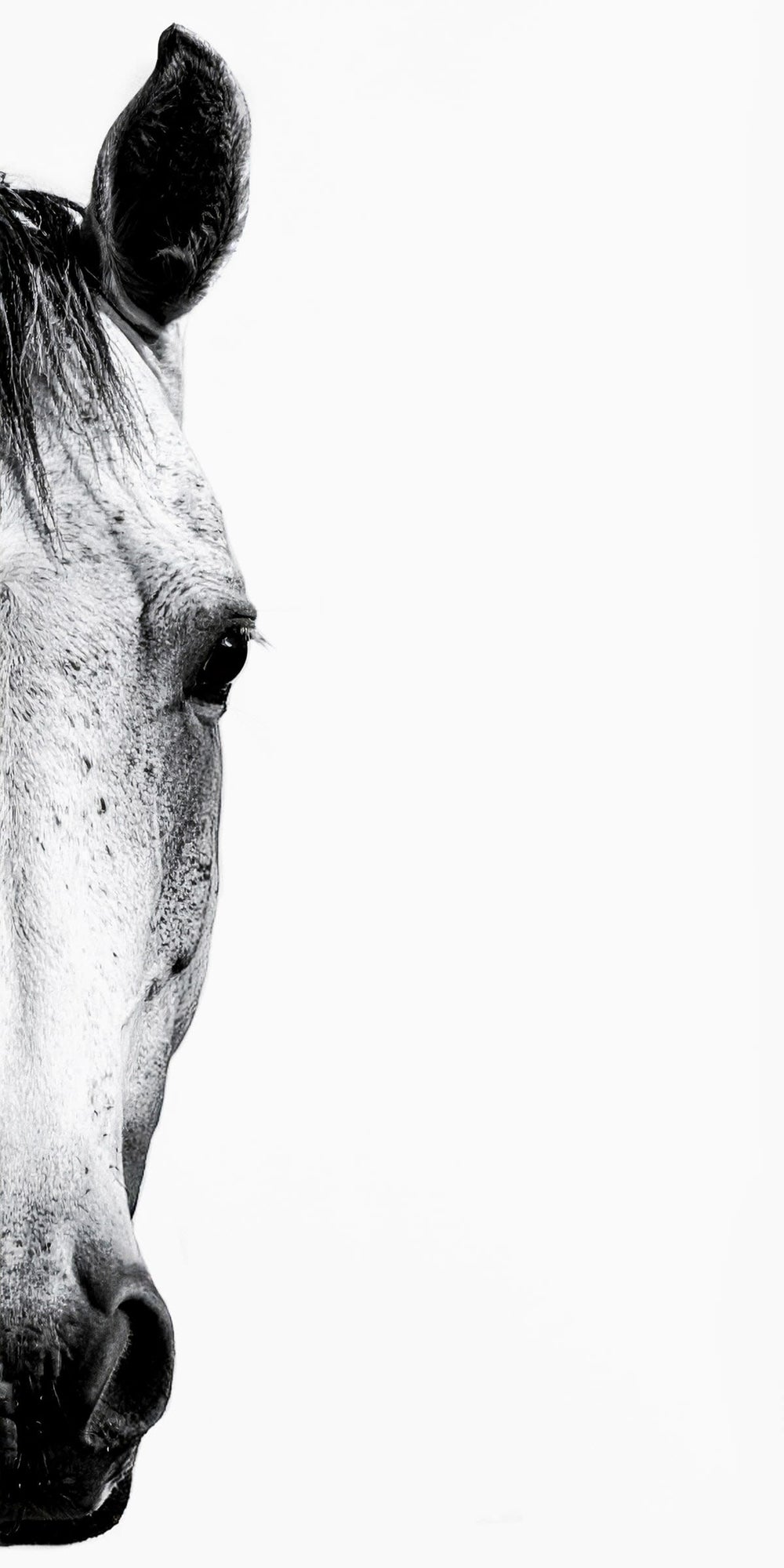 Peeking Horse