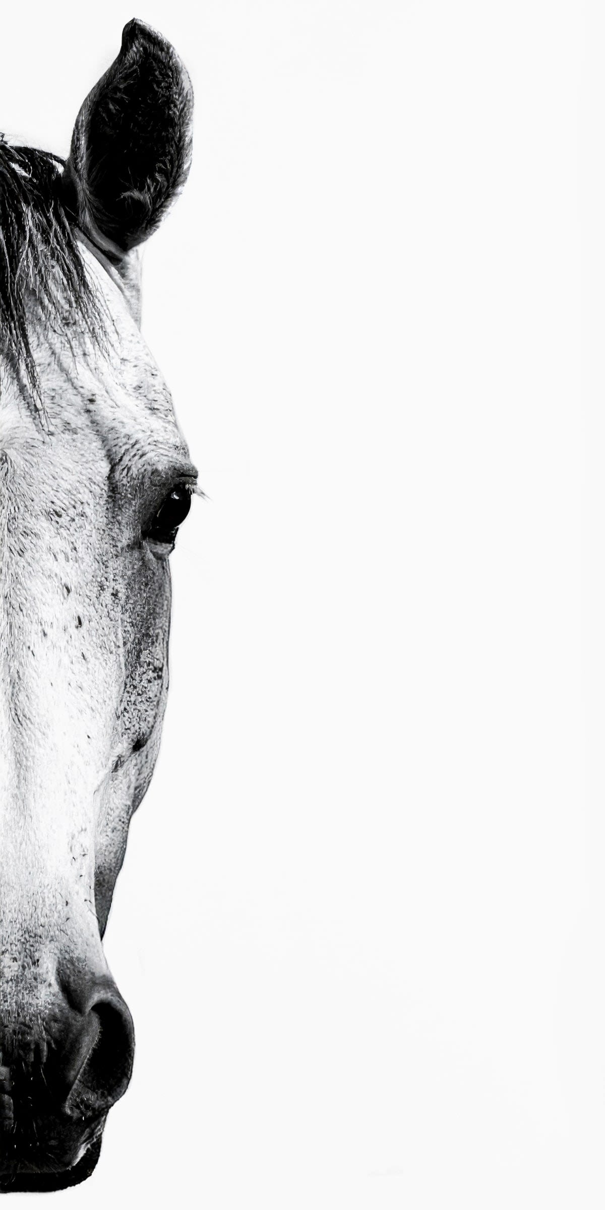 Peeking Horse