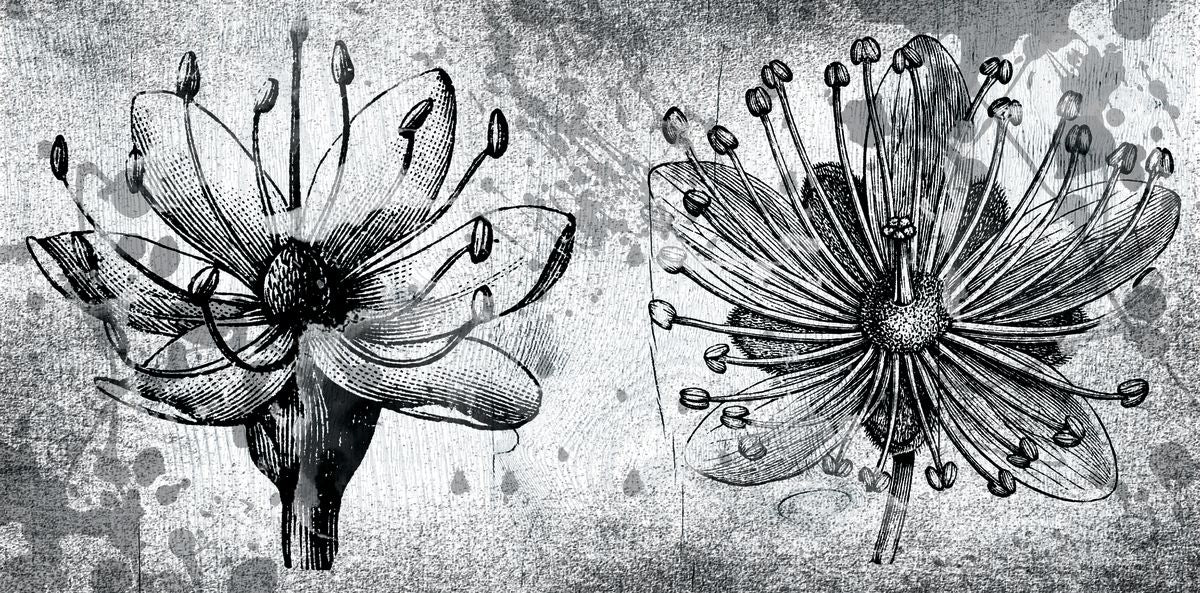 Flower Duo BW Grunge