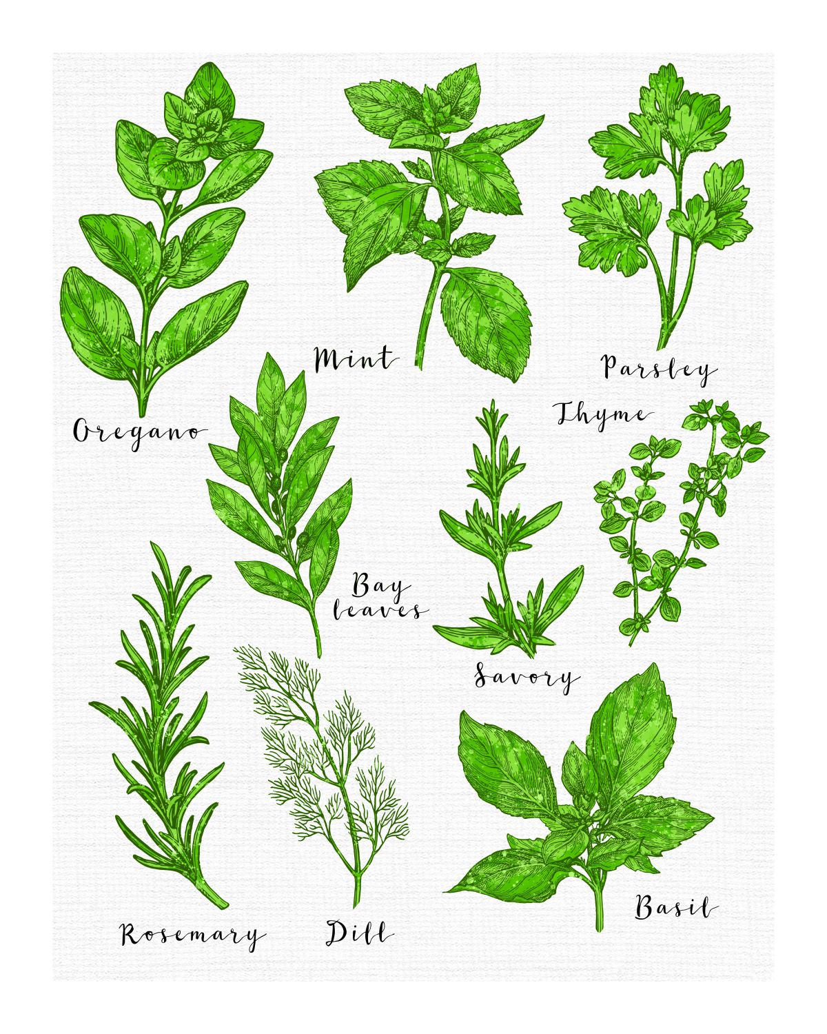 Variety Of Herbs