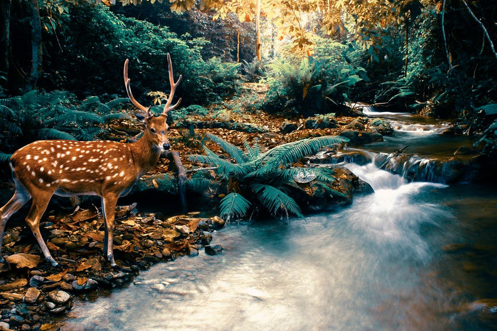 Tropical Stream And Deer