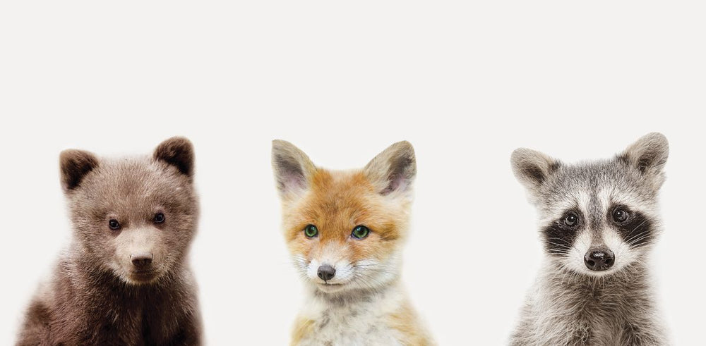 Baby Fox And Friends