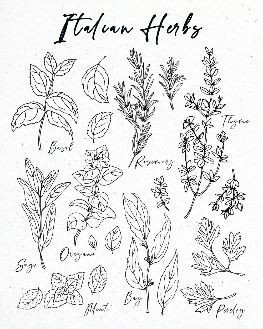 Italian Herbs Chart