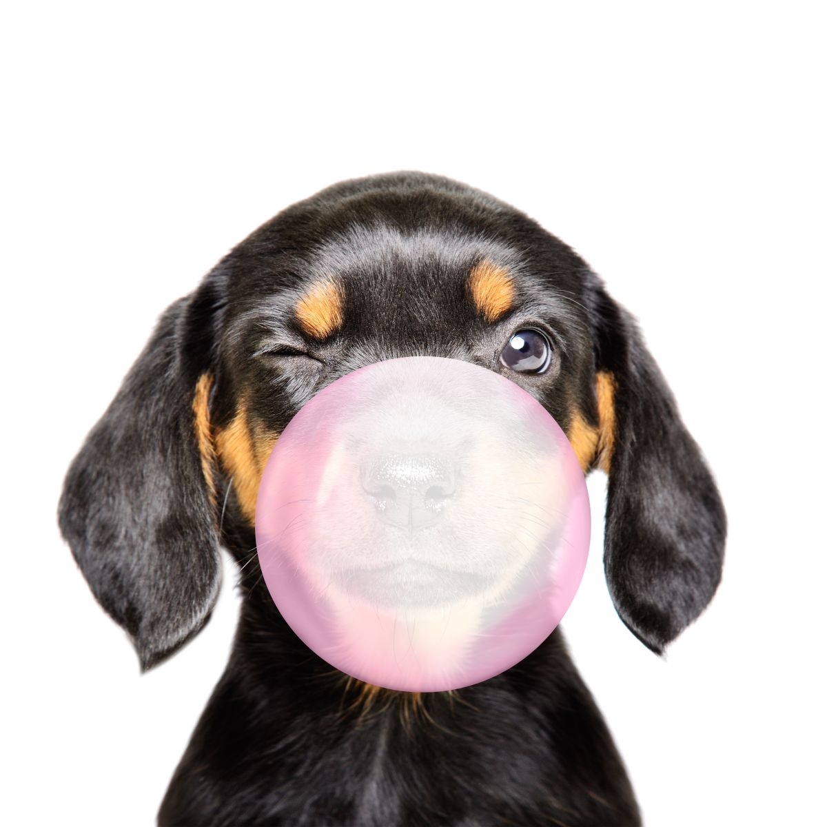 Dachshund Bubble Gum