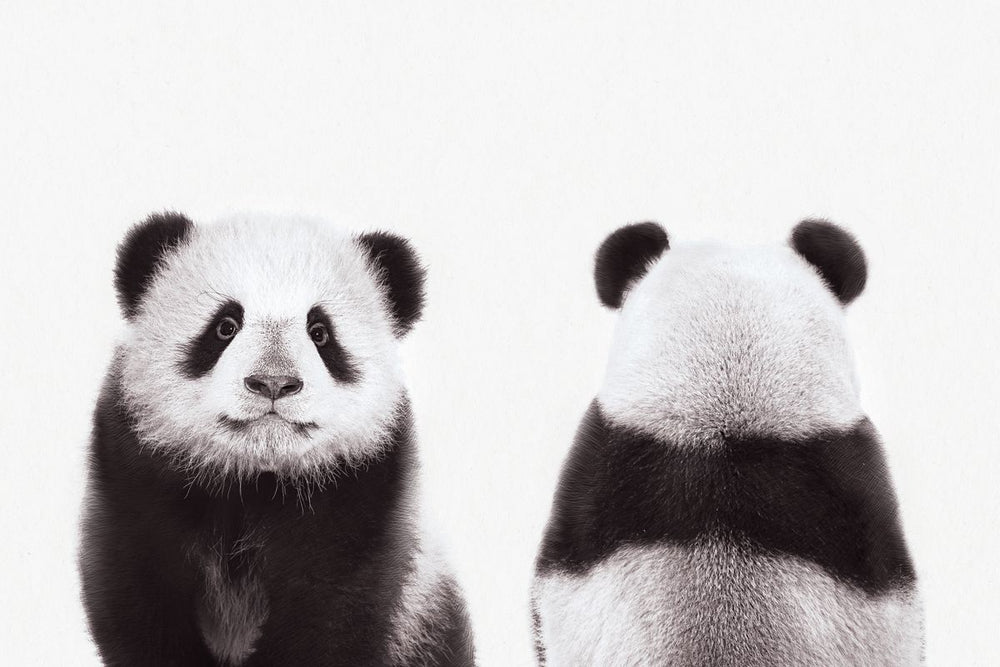 Panda Front And Back Portrait