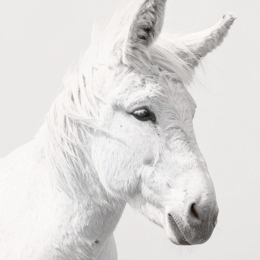White Donkey