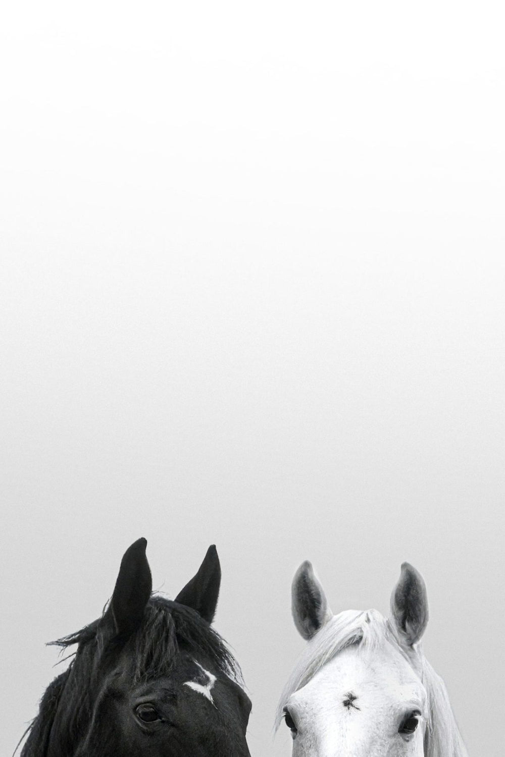 Horses Duo