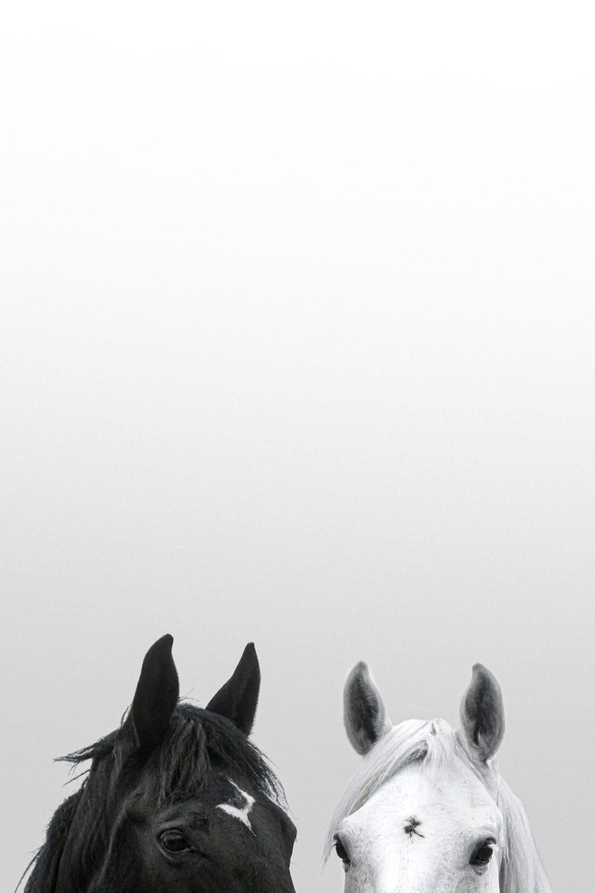 Horses Duo