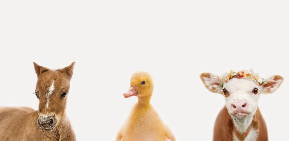 Duckling And Friends