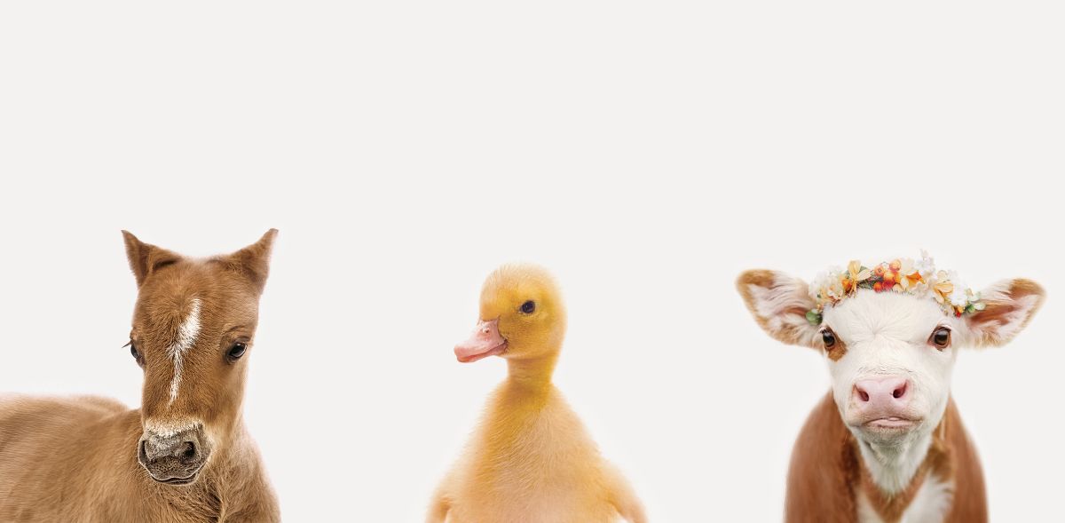 Duckling And Friends