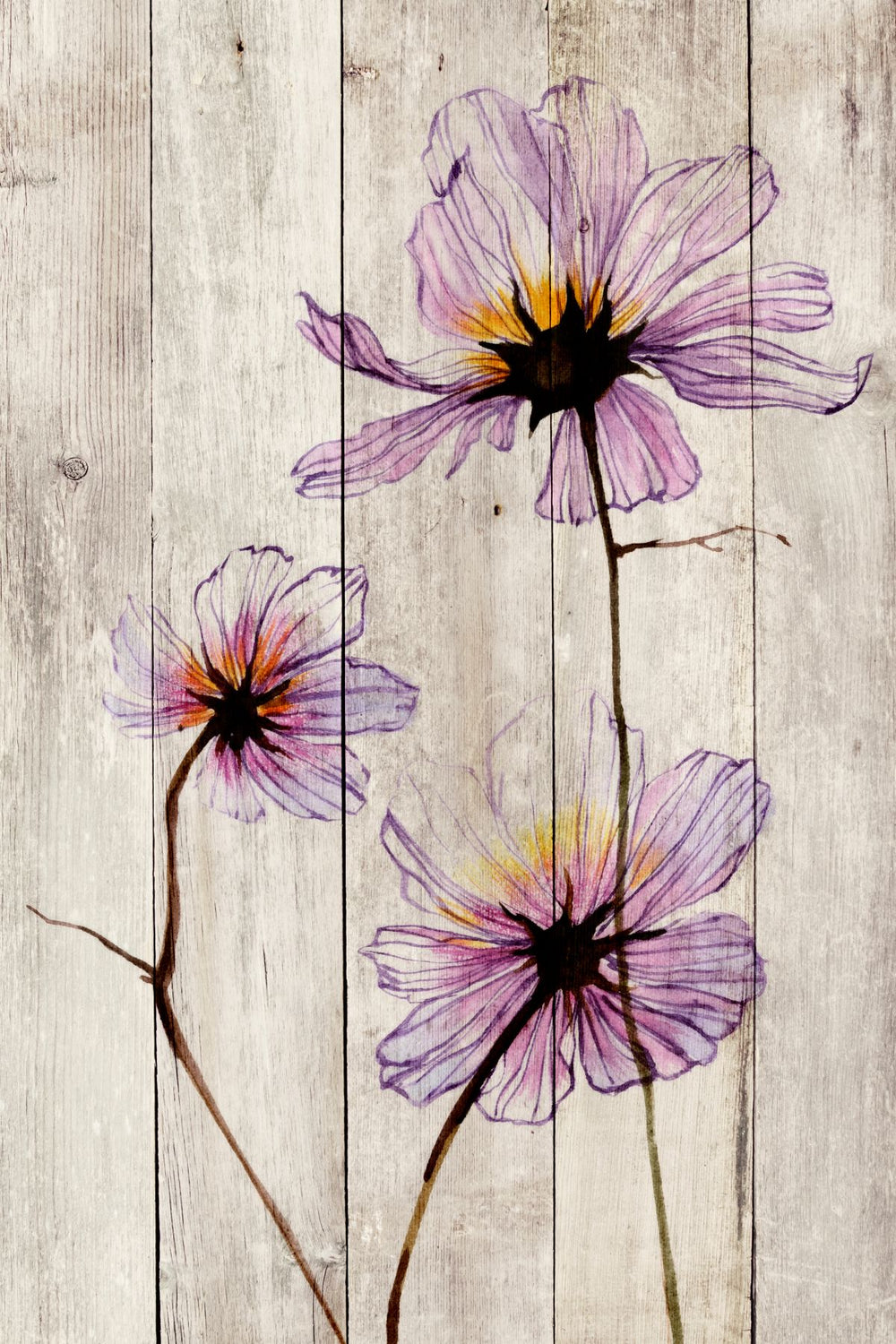 Cosmos On Wood