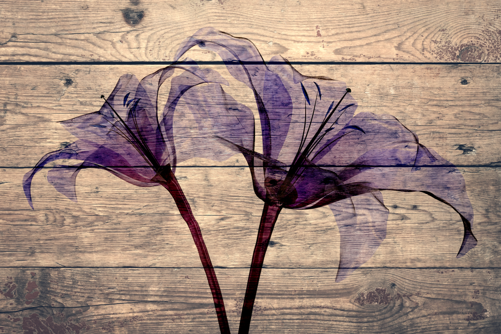 Lily On Wood