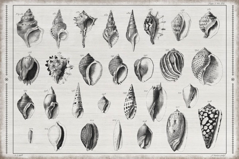 Black And White Conchology