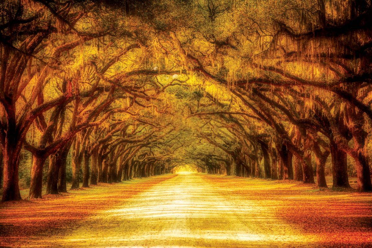 Oak Tree Road