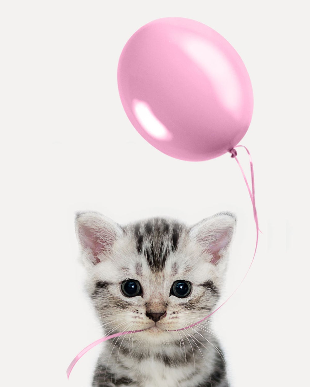 Kitten And Pink Balloon