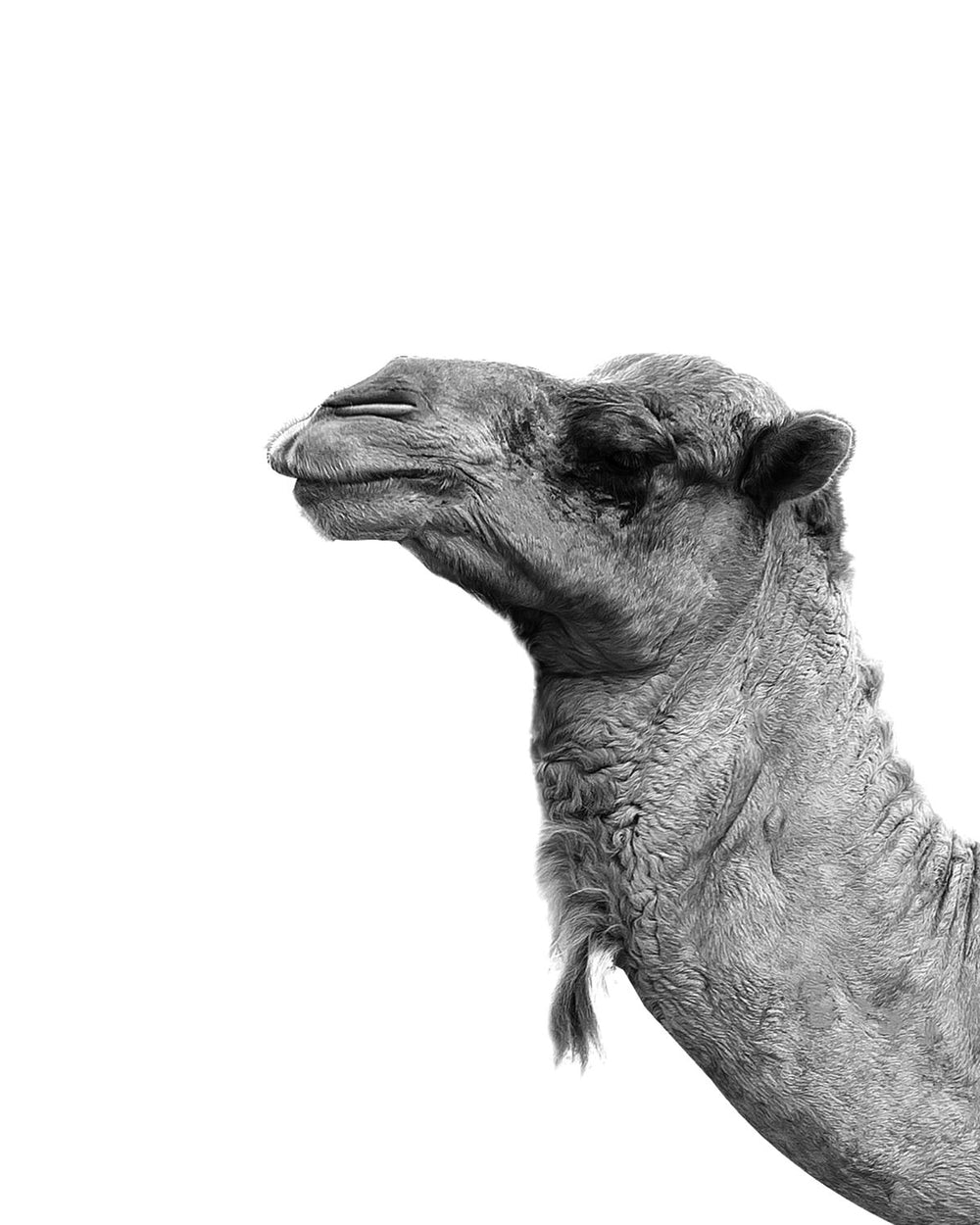 Arabian Camel Head