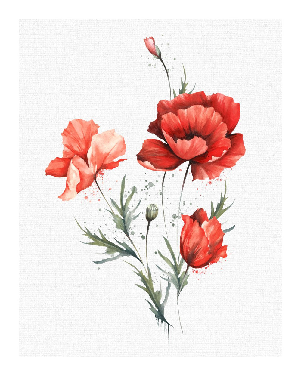 Red Poppy Blossoms