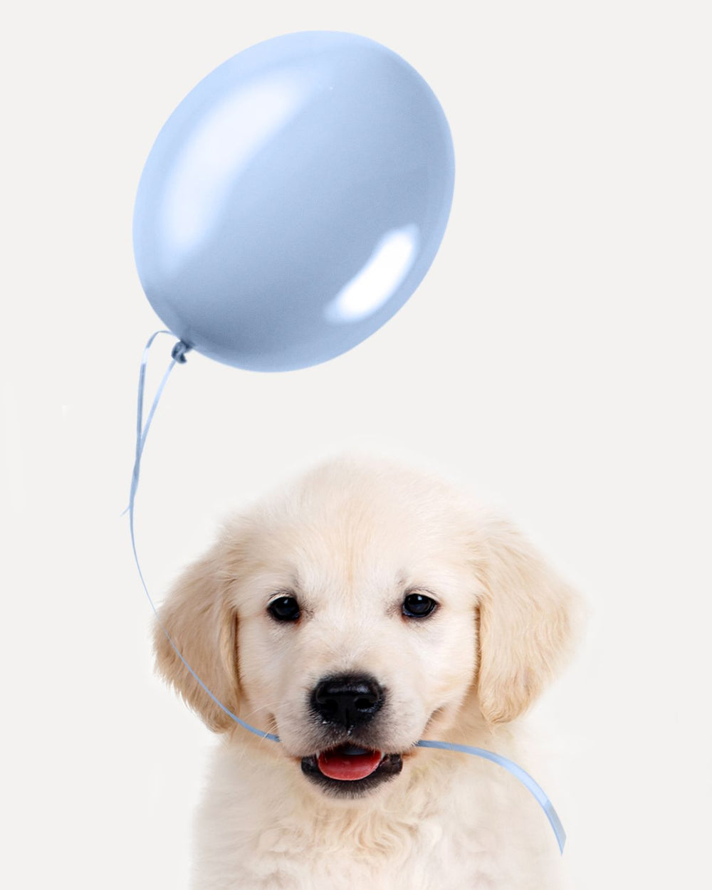 Puppy And Blue Balloon