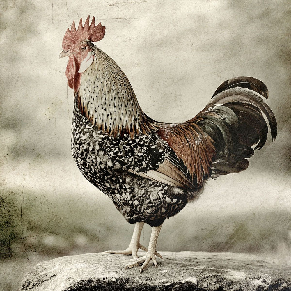 A Mighty Rooster