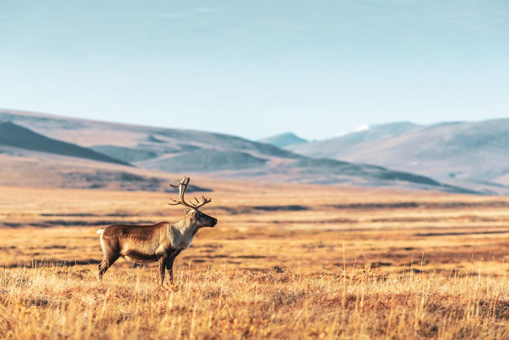 Lonely Reindeer In Tundra