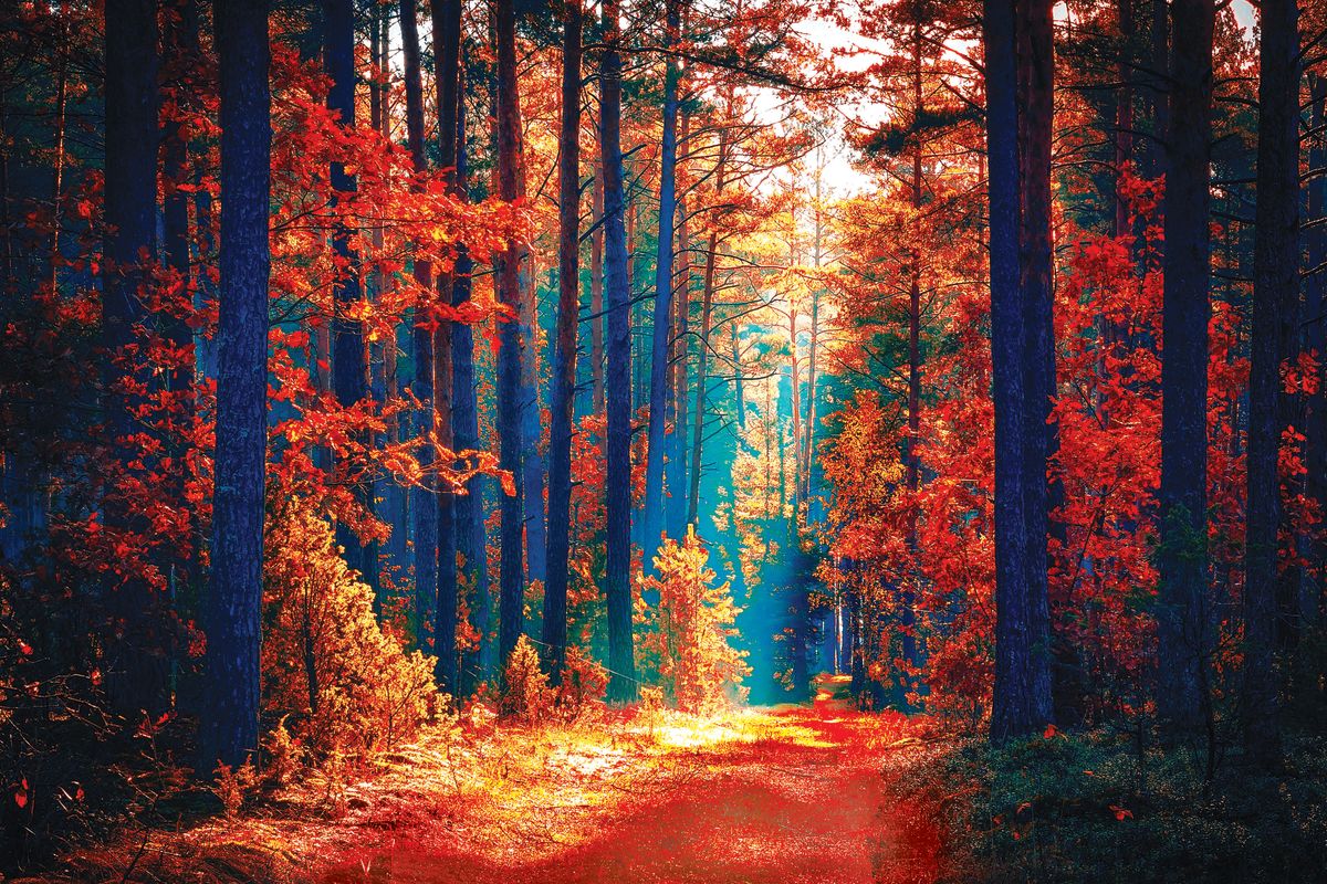 Fall Woodlands Path
