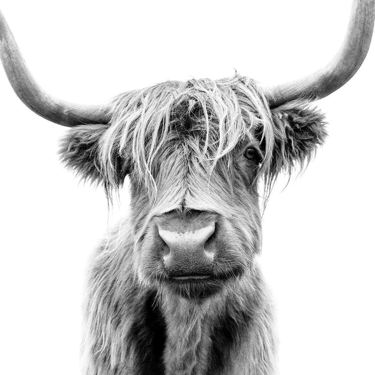 Posh Highland Cow BW