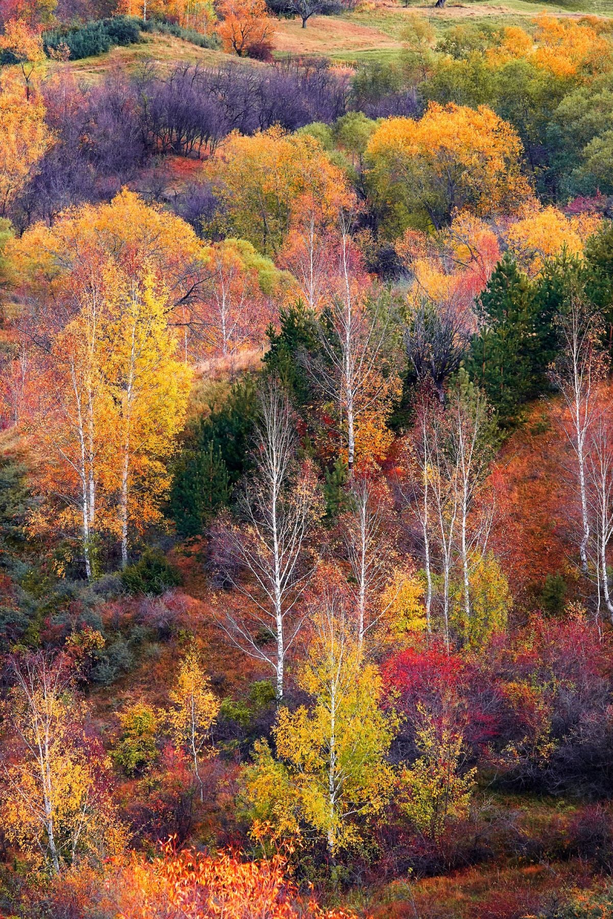 Scenic Autumn Forest