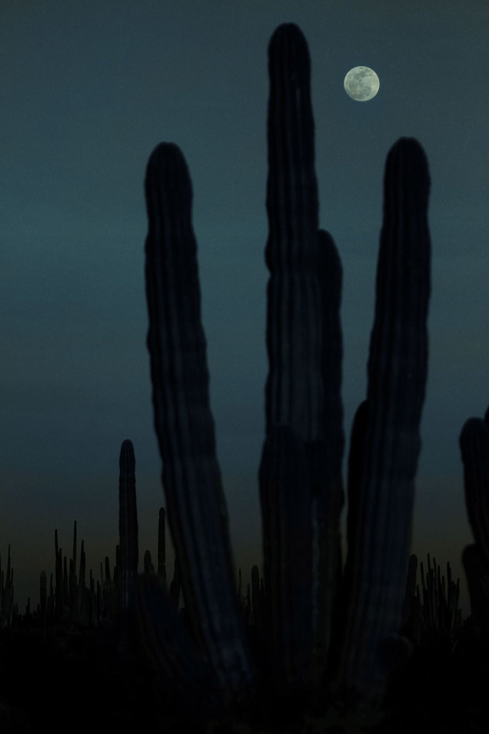 Cactus At Night