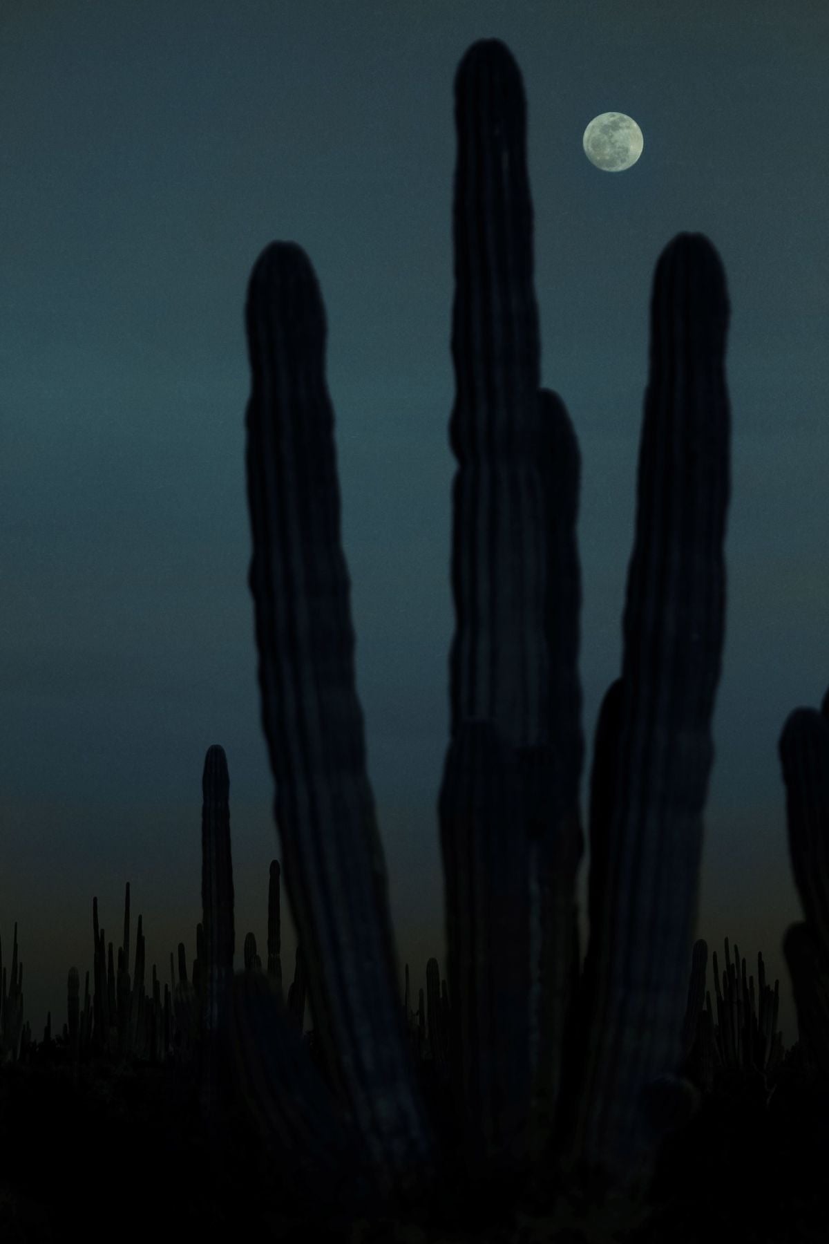 Cactus At Night