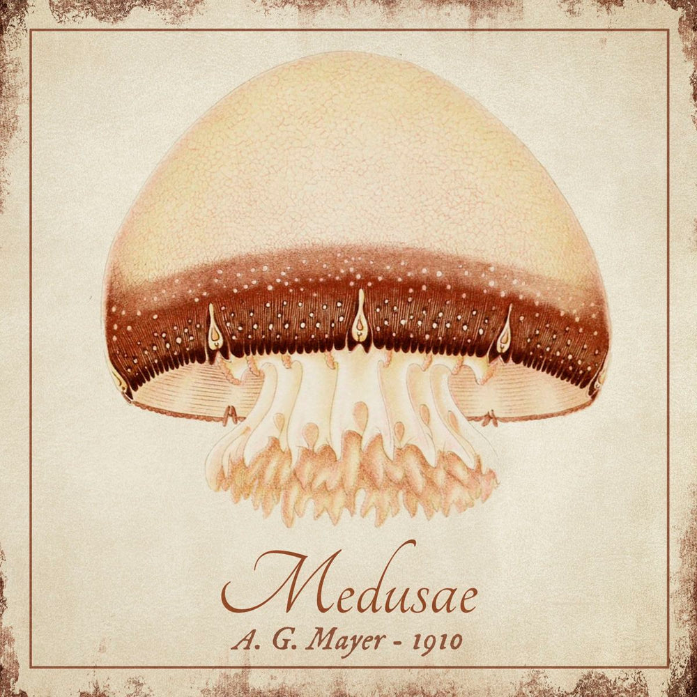 Vintage Medusae