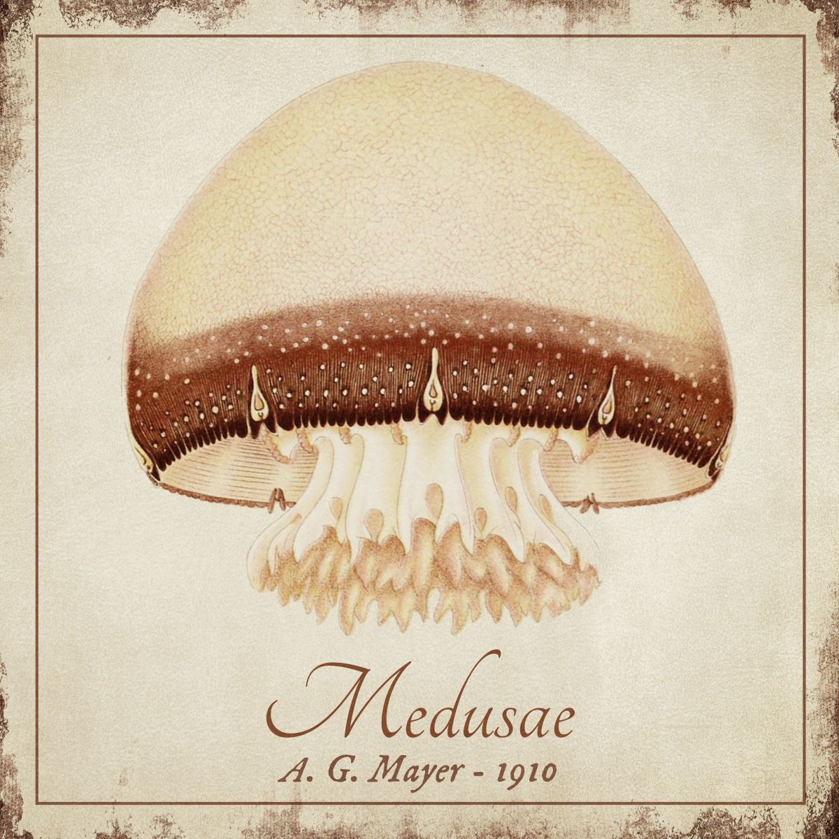 Vintage Medusae