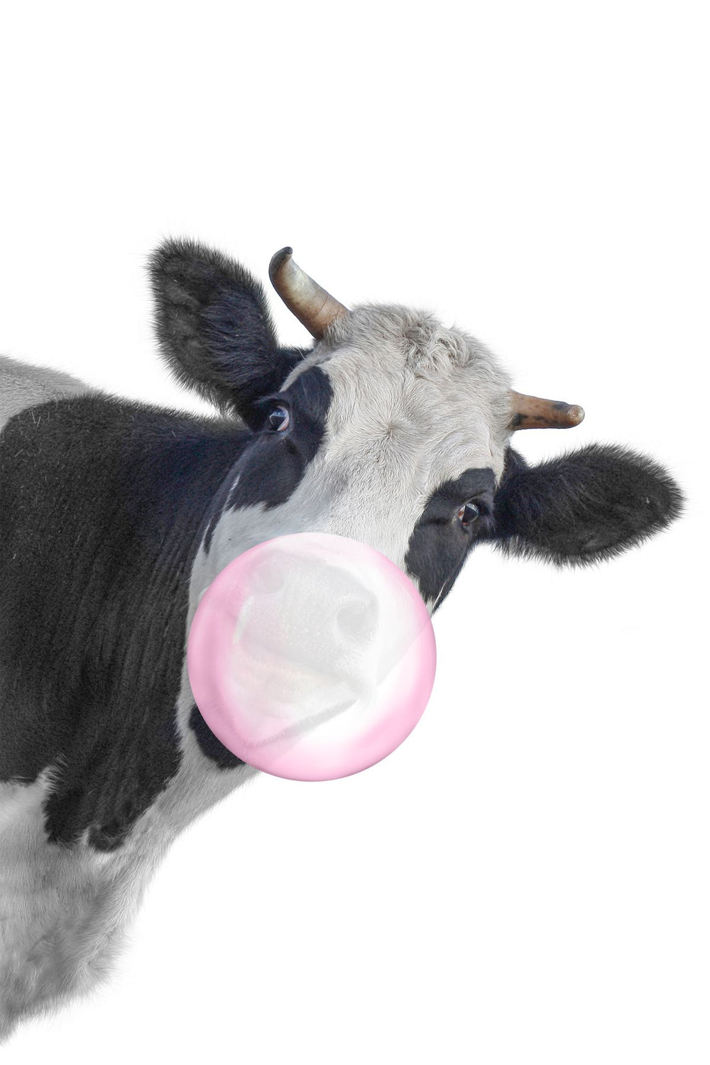 Bubble Gum Holstein Cow