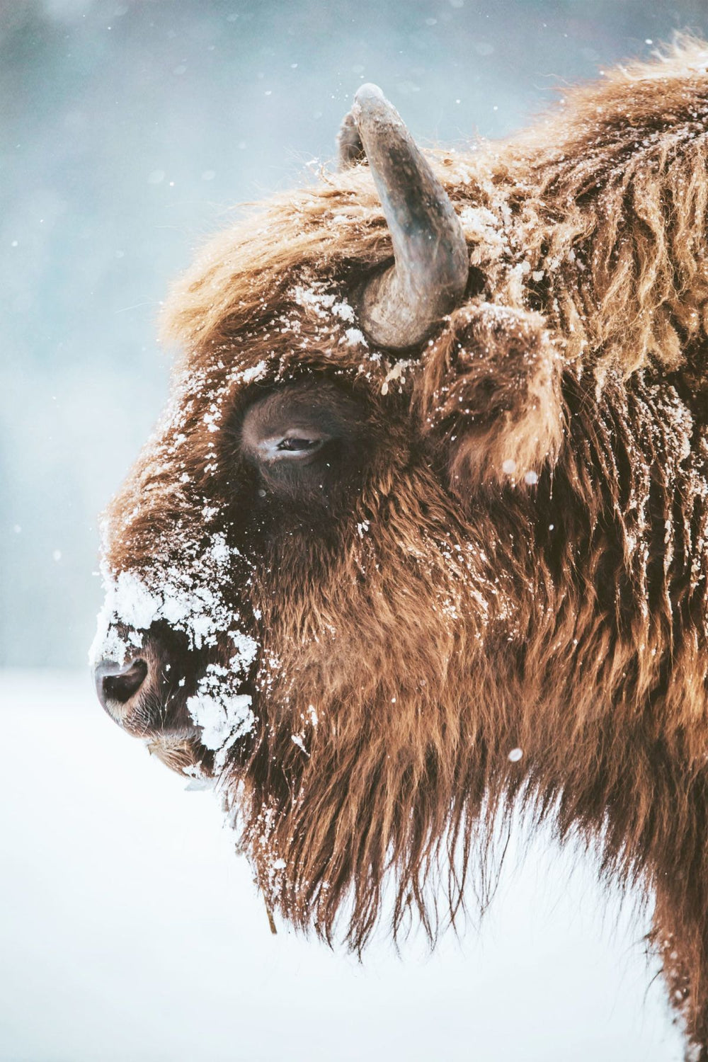 Snow-covered Bison