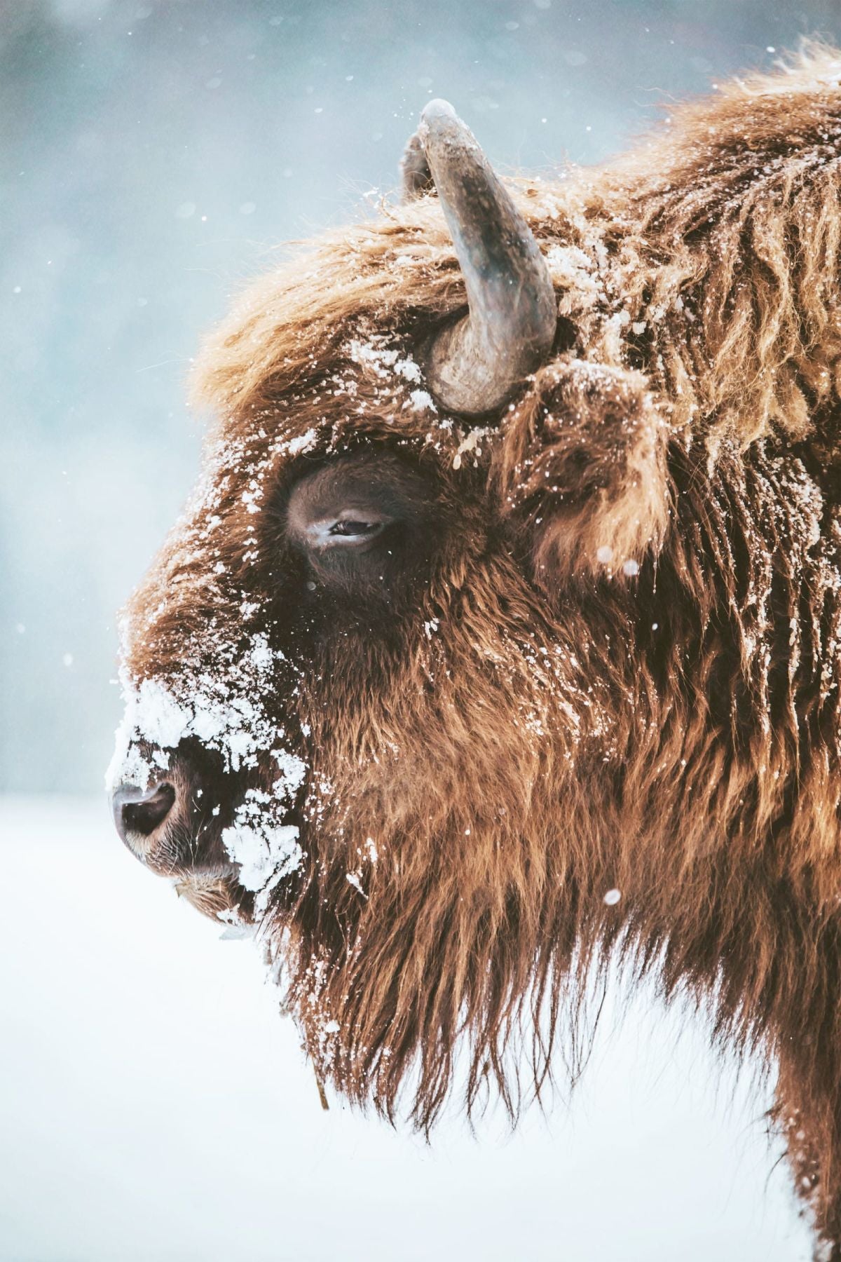 Snow-covered Bison