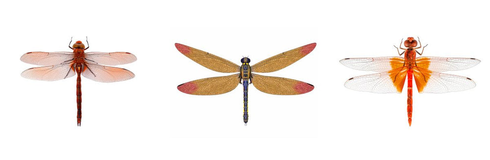 Meganeura Dragonflies